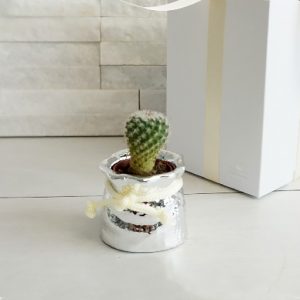 Piantina grassa con vasetto in argento. Bomboniera assortita con due piantine come indicato in foto, appartenenti alla prestigiosa linea Bagutta.